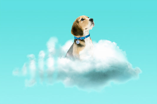 5 Reasons Why the Dog Niche Will Dominate E-commerce in 2024